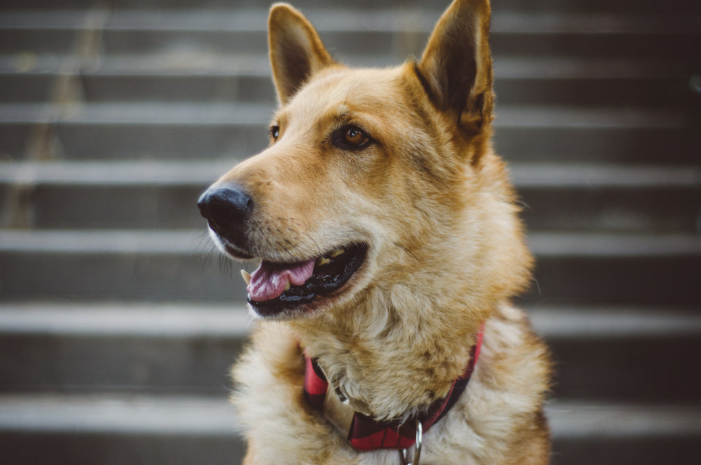 The top animal and pet trackers to keep tabs on your furry friend’s mind & health
